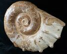 Huge Wide Euaspidoceras Ammonite Fossil #14916-1
